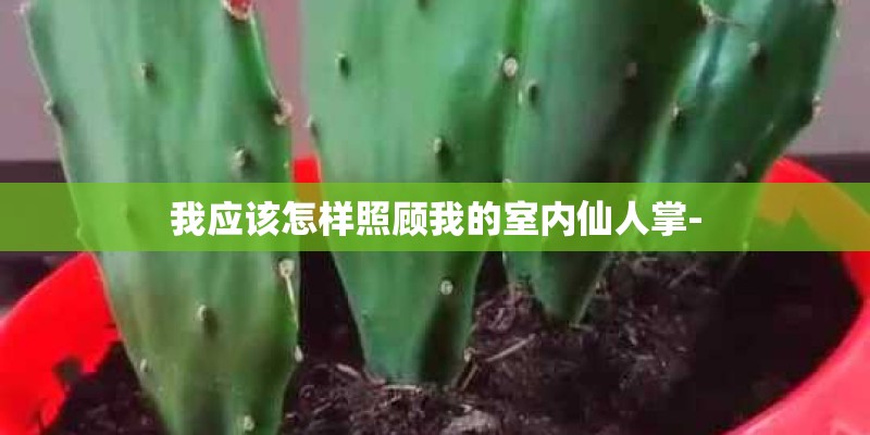 我应该怎样照顾我的室内仙人掌-