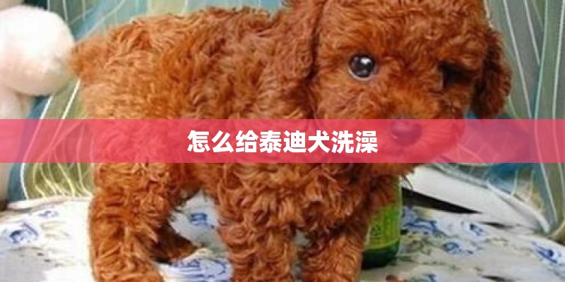 怎么给泰迪犬洗澡