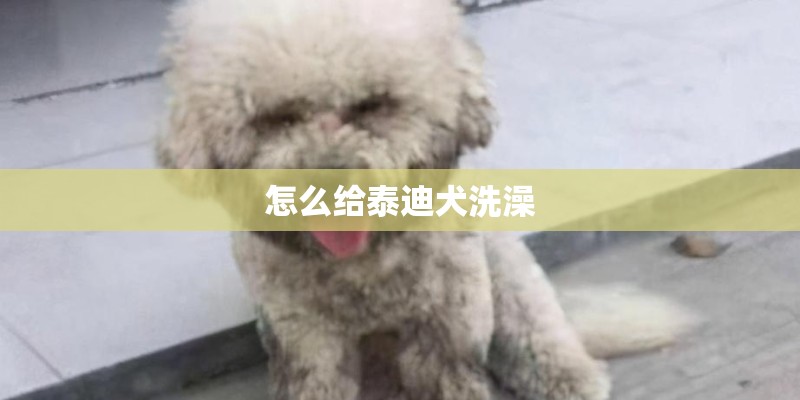 怎么给泰迪犬洗澡