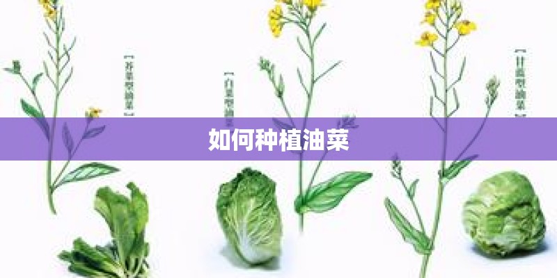如何种植油菜