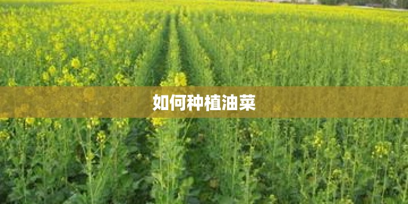 如何种植油菜