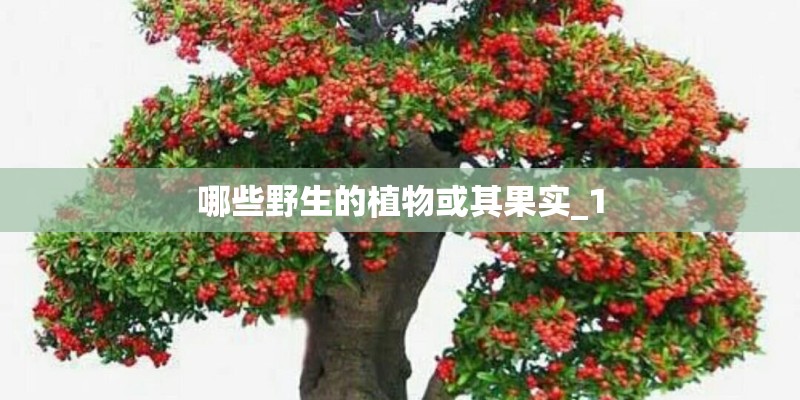 哪些野生的植物或其果实_1