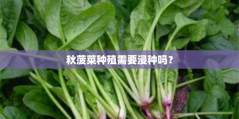 秋菠菜种殖需要浸种吗？