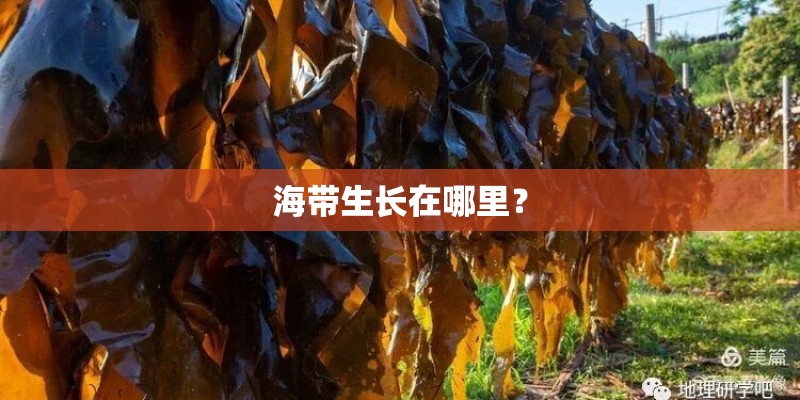 海带生长在哪里？