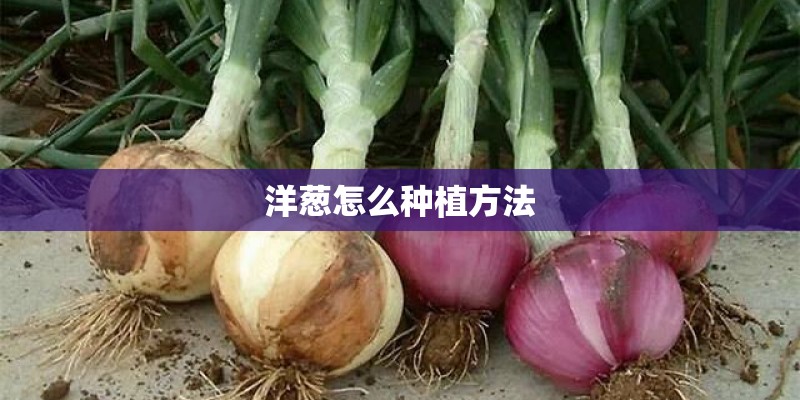 洋葱怎么种植方法