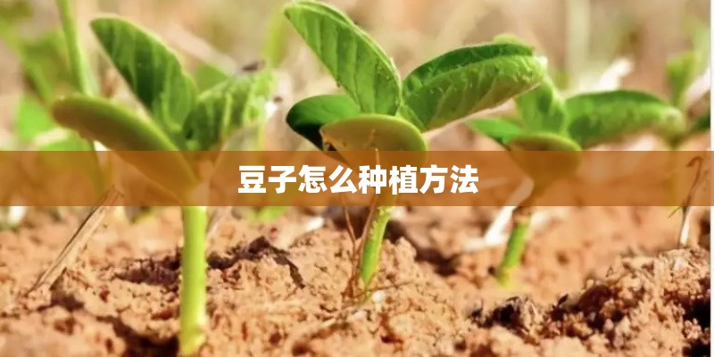 豆子怎么种植方法