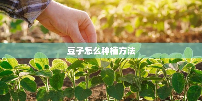 豆子怎么种植方法