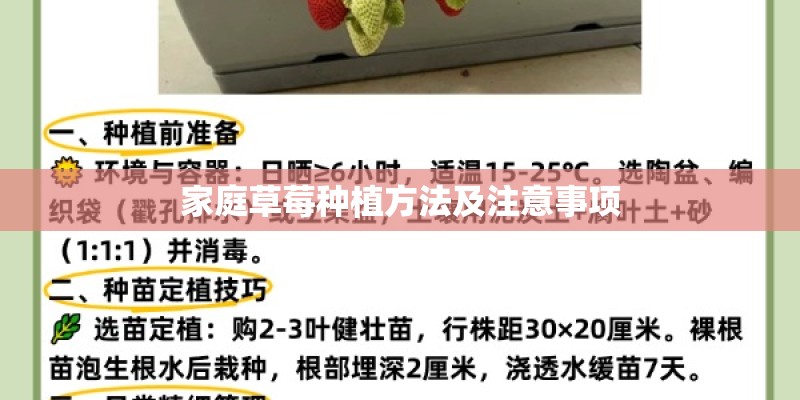 家庭草莓种植方法及注意事项