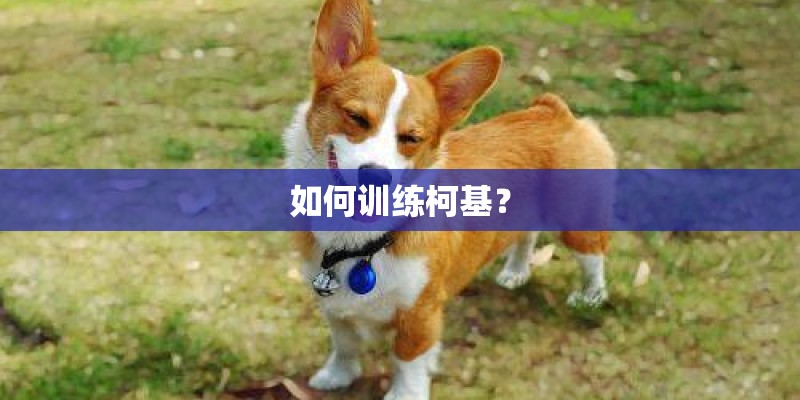 如何训练柯基？