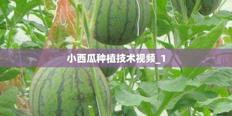 小西瓜种植技术视频_1