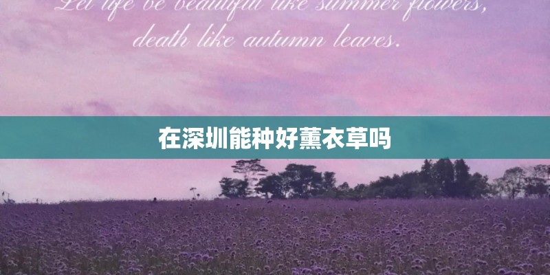 在深圳能种好薰衣草吗