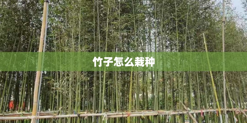 竹子怎么栽种