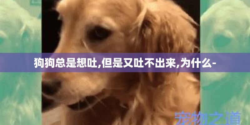 狗狗总是想吐,但是又吐不出来,为什么-