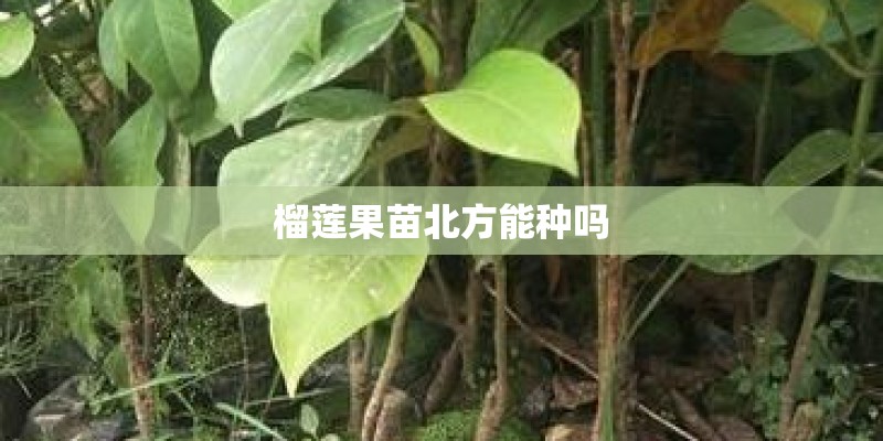榴莲果苗北方能种吗