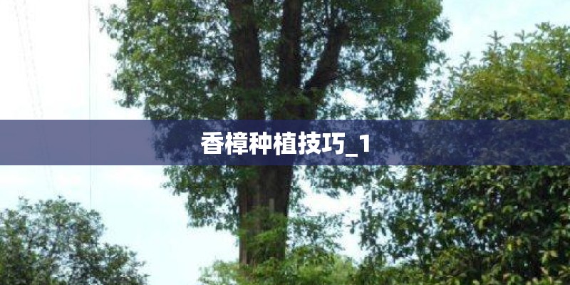 香樟种植技巧_1
