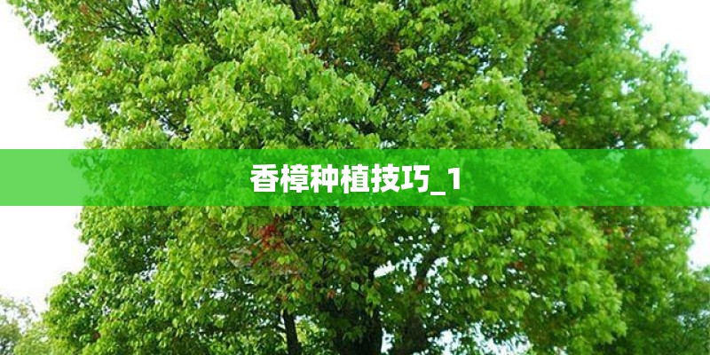 香樟种植技巧_1