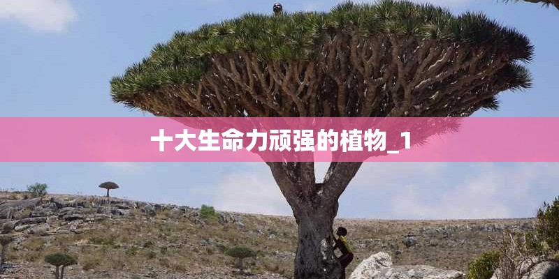 十大生命力顽强的植物_1