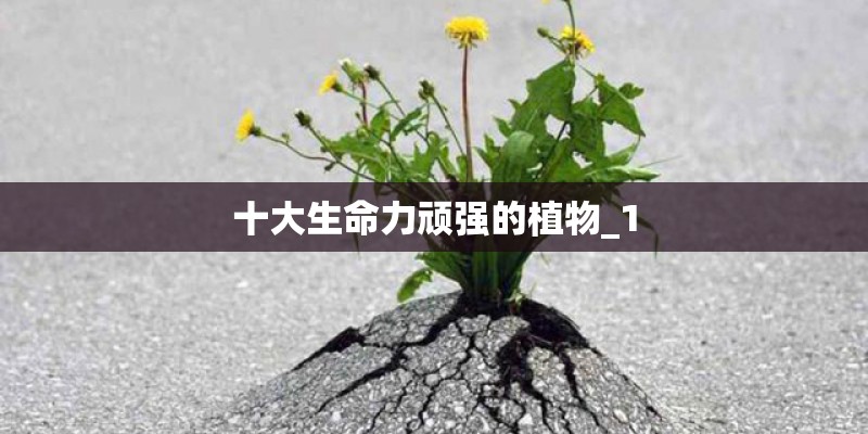 十大生命力顽强的植物_1