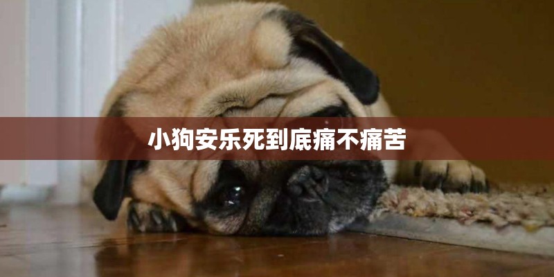 小狗安乐死到底痛不痛苦