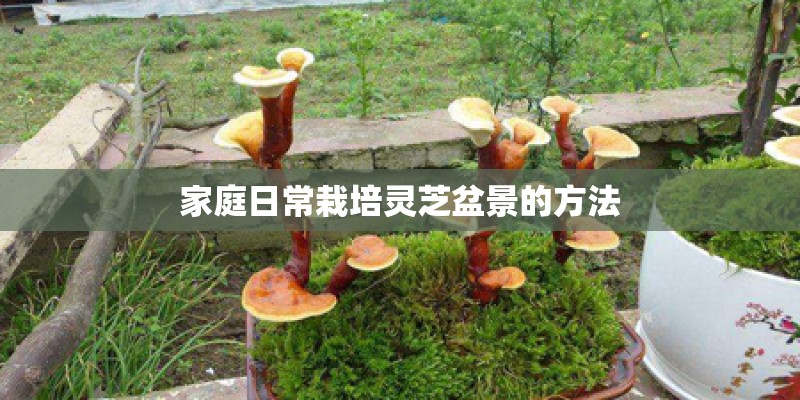 家庭日常栽培灵芝盆景的方法
