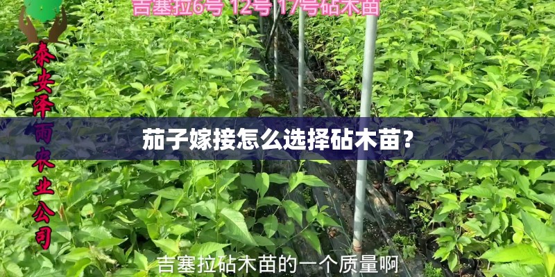 茄子嫁接怎么选择砧木苗？