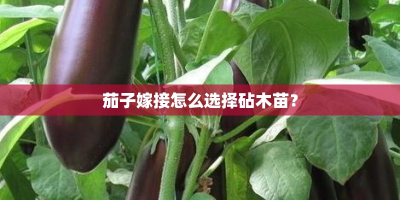 小狗吃了硬塑料几天能拉出来