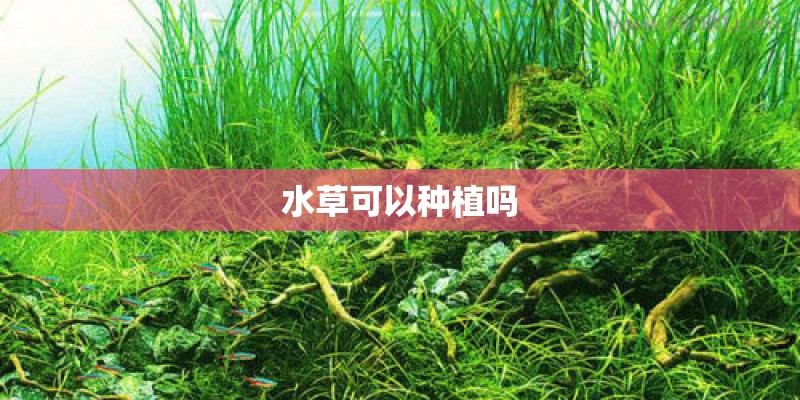 水草可以种植吗