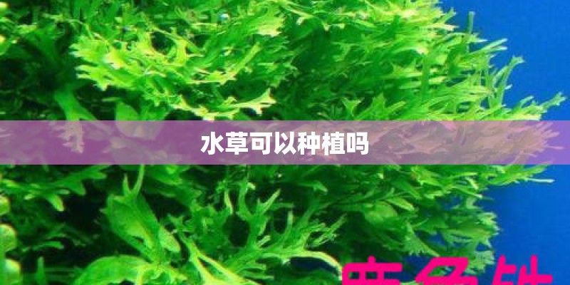 水草可以种植吗