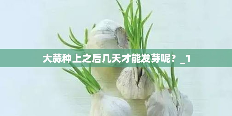 大蒜种上之后几天才能发芽呢？_1
