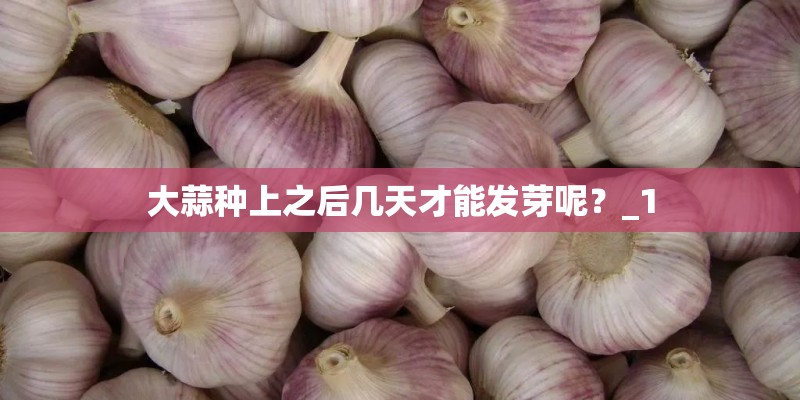 大蒜种上之后几天才能发芽呢？_1
