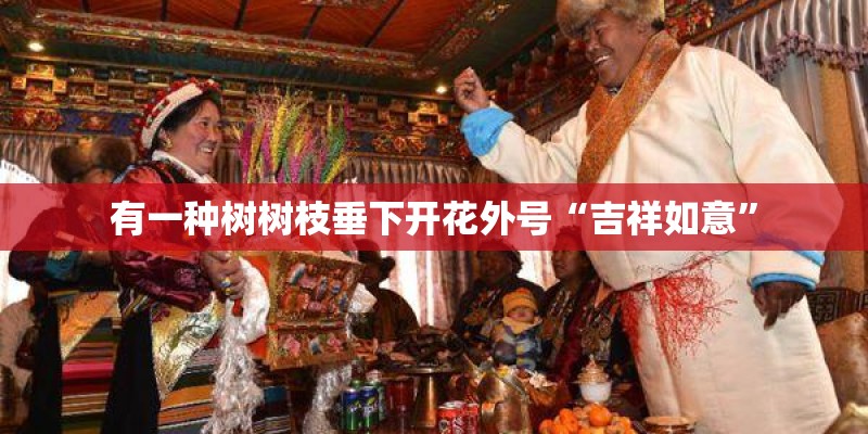 有一种树树枝垂下开花外号“吉祥如意” 有一种树树枝垂下开花外号“吉祥如意”