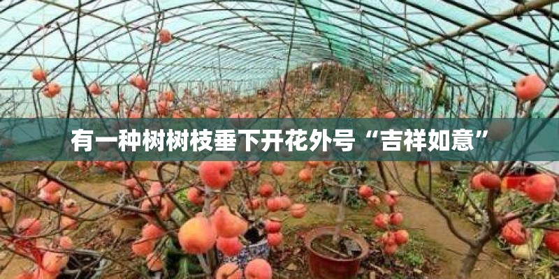 有一种树树枝垂下开花外号“吉祥如意” 有一种树树枝垂下开花外号“吉祥如意”