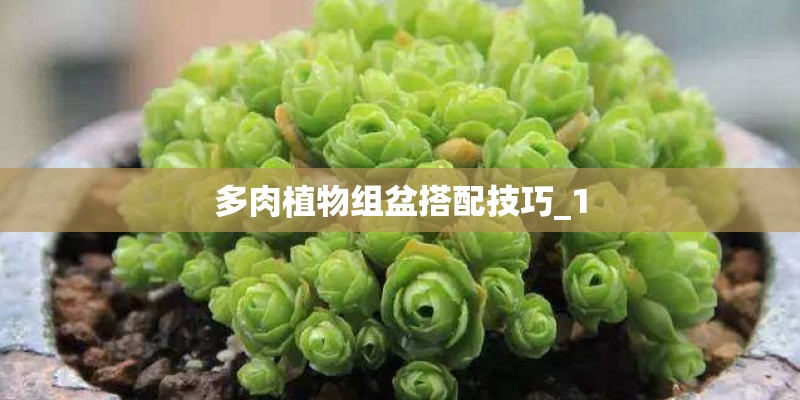 多肉植物组盆搭配技巧_1
