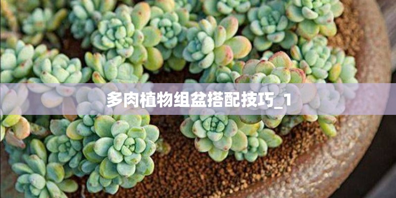 多肉植物组盆搭配技巧_1