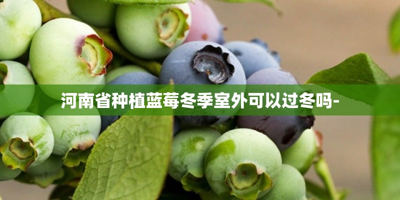 河南省种植蓝莓冬季室外可以过冬吗-