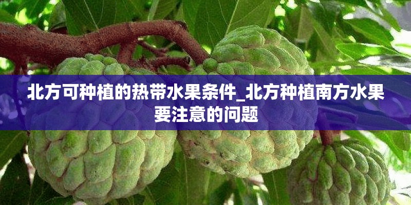 北方可种植的热带水果条件_北方种植南方水果要注意的问题