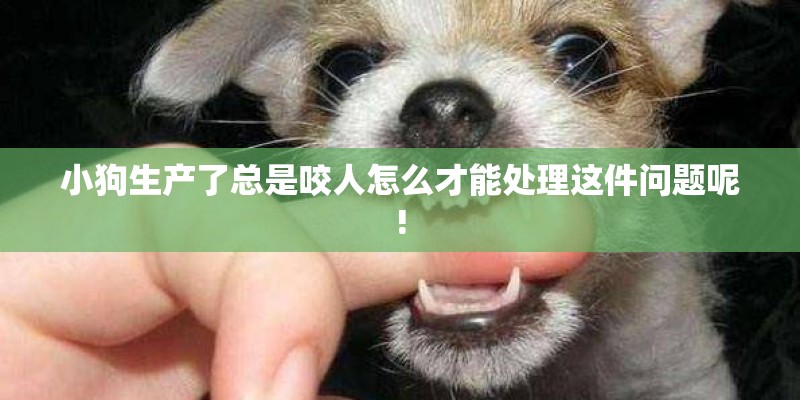 小狗生产了总是咬人怎么才能处理这件问题呢!