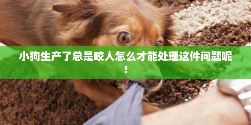 小狗生产了总是咬人怎么才能处理这件问题呢!