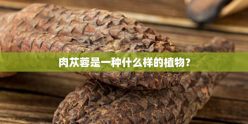 肉苁蓉是一种什么样的植物？