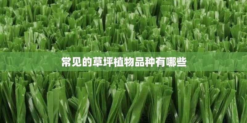 常见的草坪植物品种有哪些