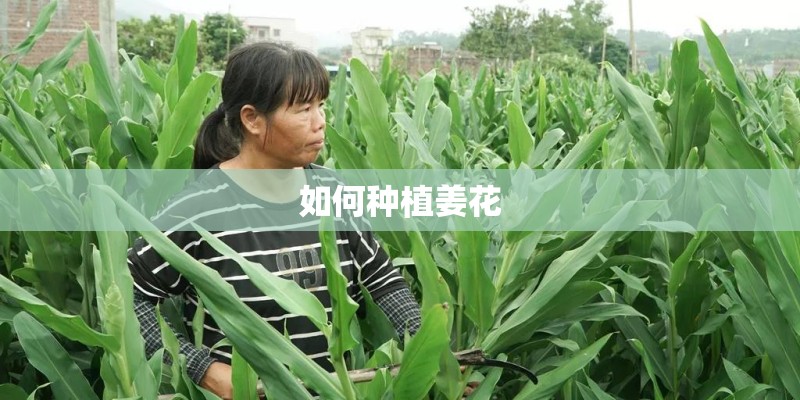 如何种植姜花