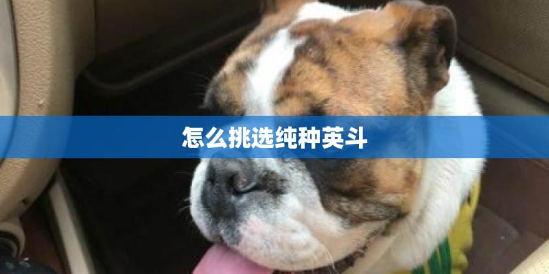 怎么挑选纯种英斗