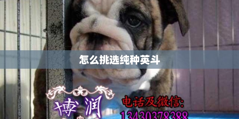 怎么挑选纯种英斗
