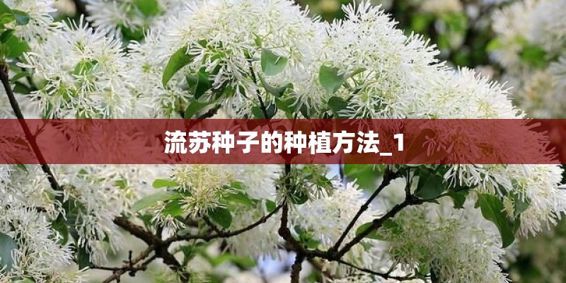 流苏种子的种植方法_1