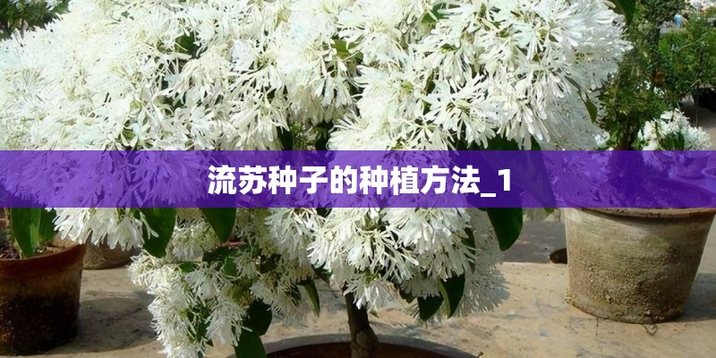 流苏种子的种植方法_1