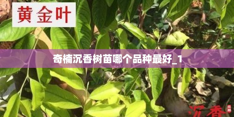 奇楠沉香树苗哪个品种最好_1