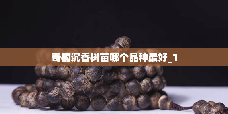 奇楠沉香树苗哪个品种最好_1