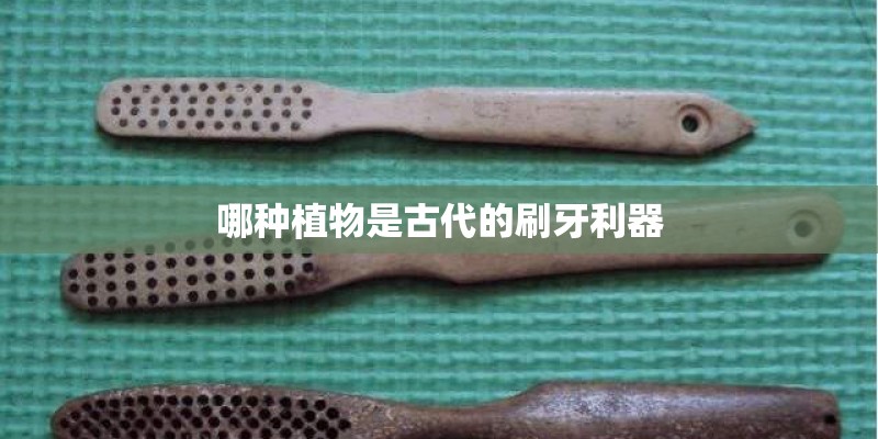 哪种植物是古代的刷牙利器