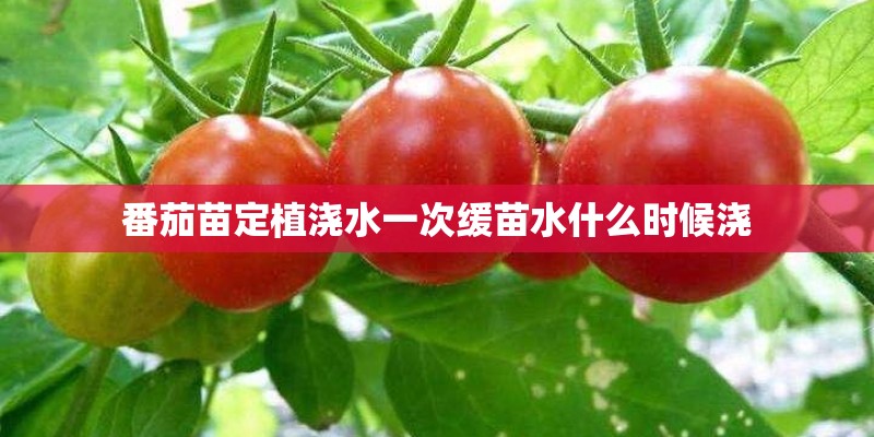 番茄苗定植浇水一次缓苗水什么时候浇