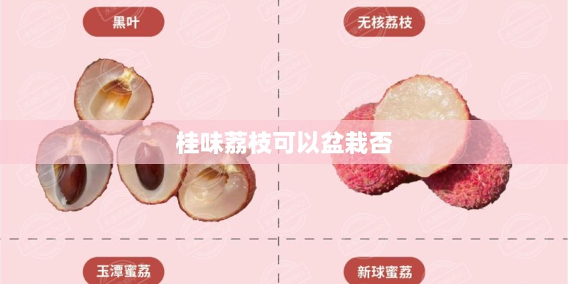 桂味荔枝可以盆栽否